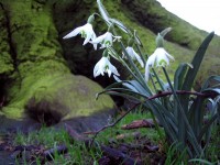 /album/plants/plants-7-jpg/